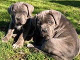 Vente de 5 chiots Canes Corsos mâles (LOF) gris, rouge ou noir