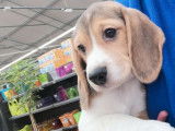 Un chiot Beagle mâle tricolore (LOF) à vendre