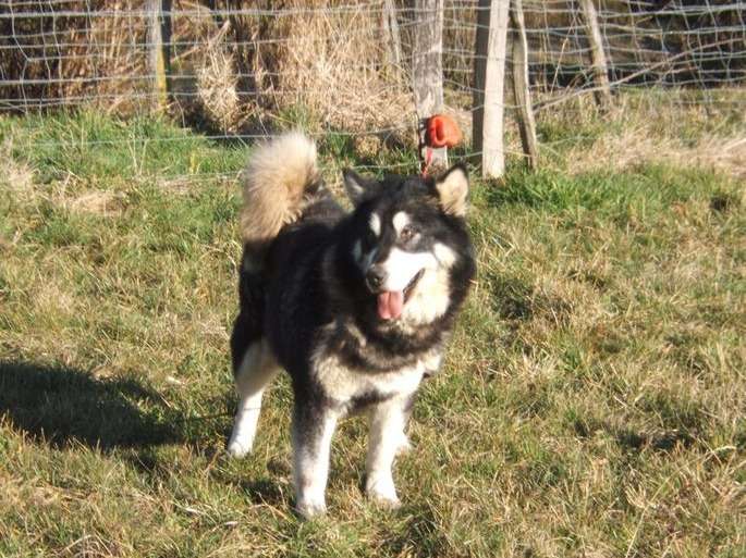 Vente d’une chienne Malamute D’Alaska noir et blanc, 7 ans (LOF)
