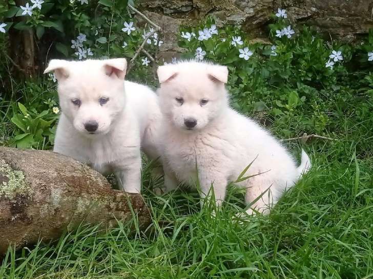À réserver : deux chiots Huskys Sibériens mâles blancs (LOF)