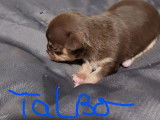 Réservation de 4 chiots Chihuahuas chocolat et tan (non LOF)