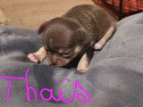 Réservation de 4 chiots Chihuahuas chocolat et tan (non LOF)