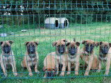 10 chiots Malinois fauves charbonnés LOF disponibles à l’adoption