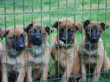 10 chiots Malinois fauves charbonnés LOF disponibles à l’adoption