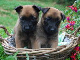 10 chiots Malinois fauves charbonnés LOF disponibles à l’adoption