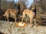 Réservation de 5 chiots Bergers Belges Malinois fauves (LOF)