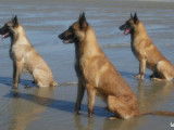 Réservation de 5 chiots Bergers Belges Malinois fauves (LOF)