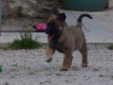 Réservation de 5 chiots Bergers Belges Malinois fauves (LOF)