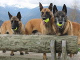 Réservation de 5 chiots Bergers Belges Malinois fauves (LOF)