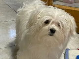 Un chiot Bichon Maltais blanc mâle LOF à adopter