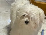 Un chiot Bichon Maltais blanc mâle LOF à adopter