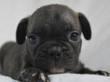 3 chiots Bouledogues Français noir bringé non LOF à céder
