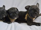 3 chiots Bouledogues Français noir bringé non LOF à céder