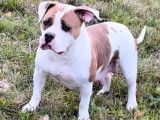 Une chienne American Bully bicolore LOF de 3 ans &agrave; vendre