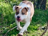 Une chienne American Bully bicolore LOF de 3 ans &agrave; vendre