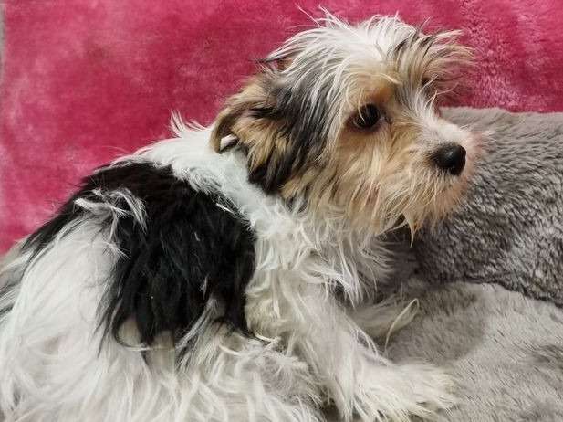 Un chiot Yorkshire femelle, non LOF à placer dans une famille