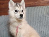 4 chiots Huskys de Sibérie non LOF de janvier 2022 à adopter