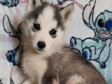 4 chiots Huskys de Sibérie non LOF de janvier 2022 à adopter