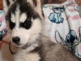 4 chiots Huskys de Sibérie non LOF de janvier 2022 à adopter