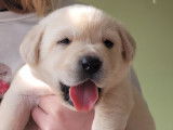 Un chiot Labrador sable femelle non LOF né en janvier 2022 à céder
