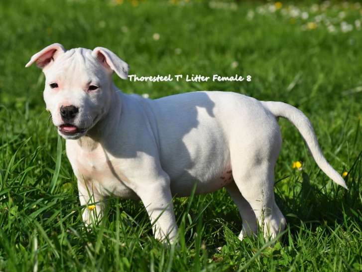 Chiots American Staffordshire Terrier Staff A Vendre Petite Annonce Chien