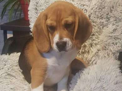 À vendre, 1 chiot Beagle LOF, femelle tricolore