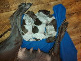 Chiots de race Braque Allemand à Poil Court à vendre (2 femelles)