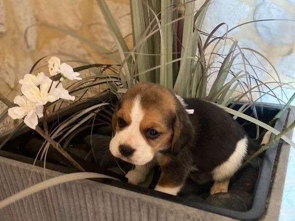 Vente de 9 chiots Beagles tricolores LOF