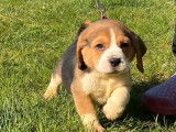 Vente de 9 chiots Beagles tricolores LOF