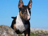 À vendre : un chiot femelle LOF Bull Terrier Miniature tricolore