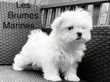 2 chiots Bichons Maltais blancs disponibles à la vente (LOF)