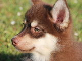 Très beaux Pomsky F1 à vendre