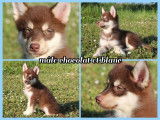 Très beaux Pomsky F1 à vendre