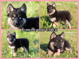 Très beaux Pomsky F1 à vendre