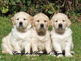 À réserver : 8 chiots Golden Retrievers LOF, 6 mâles, 2 femelles