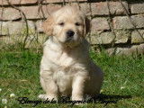 À réserver : 8 chiots Golden Retrievers LOF, 6 mâles, 2 femelles