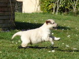 À réserver : 8 chiots Golden Retrievers LOF, 6 mâles, 2 femelles