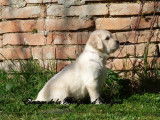 À réserver : 8 chiots Golden Retrievers LOF, 6 mâles, 2 femelles