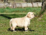 À réserver : 8 chiots Golden Retrievers LOF, 6 mâles, 2 femelles