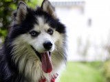 Husky croisé Samoyède aux yeux bleus pour saillie