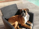 Boxer male disponible pour Saillie
