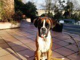 Boxer male disponible pour Saillie