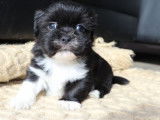 Chiots Lhassa Apso LOF à réserver