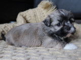 Chiots Lhassa Apso LOF à réserver