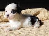 Chiots Lhassa Apso LOF à réserver