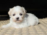 Chiots Lhassa Apso LOF à réserver