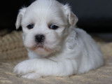 Chiots Lhassa Apso LOF à réserver