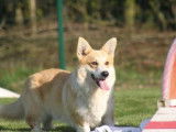 Chiots Welsh Corgi Pembroke LOF &agrave; r&eacute;server