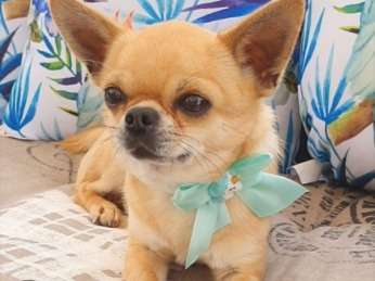 Etalon Chihuahua LOF disponible pour saillie