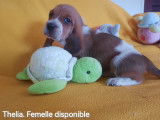 Chiots Basset Hound disponibles